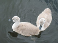 Cygnets on the Manchester Ship Canal
